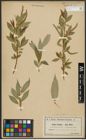 Foto von Salix alba L. x Salix fragilis L.